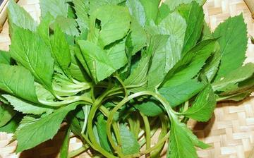 【苦菜】苦菜的功效與作用營養價值_苦菜怎么做好吃_苦菜的做法大全 【苦菜】苦菜的功效與作用營養價值_苦菜怎么做好吃_苦菜的做法大全