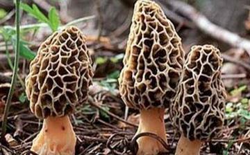 【羊肚菌】羊肚菌的營養價值_羊肚菌怎么做好吃_羊肚菌的做法大全 【羊肚菌】羊肚菌的營養價值_羊肚菌怎么做好吃_羊肚菌的做法大全