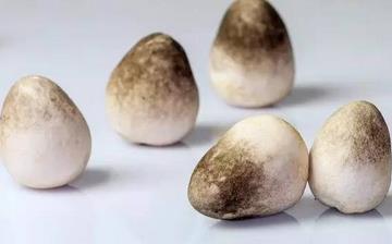 【草菇】草菇的功效與作用營養價值_草菇怎么做好吃_草菇的做法大全 【草菇】草菇的功效與作用營養價值_草菇怎么做好吃_草菇的做法大全