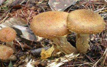 【榛蘑】榛蘑的功效與作用營養價值_榛蘑怎么做好吃_榛蘑的做法大全 【榛蘑】榛蘑的功效與作用營養價值_榛蘑怎么做好吃_榛蘑的做法大全