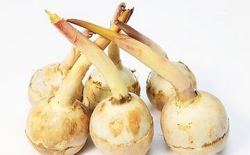 【慈菇】慈菇的功效與作用營養價值_慈菇怎么做好吃_慈菇的做法大全 【慈菇】慈菇的功效與作用營養價值_慈菇怎么做好吃_慈菇的做法大全