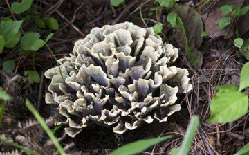 【干巴菌】干巴菌的營養價值_干巴菌怎么做好吃_干巴菌的做法大全 【干巴菌】干巴菌的營養價值_干巴菌怎么做好吃_干巴菌的做法大全