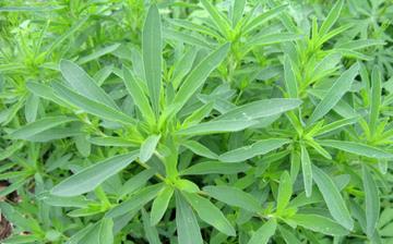 【地膚】地膚的營養價值_地膚怎么做好吃_地膚的做法大全 【地膚】地膚的營養價值_地膚怎么做好吃_地膚的做法大全