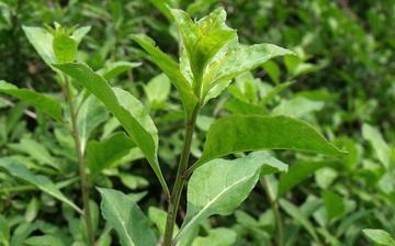 【枸杞菜】枸杞菜的營養價值_枸杞菜怎么做好吃_枸杞菜的做法大全 【枸杞菜】枸杞菜的營養價值_枸杞菜怎么做好吃_枸杞菜的做法大全