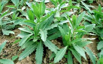 【大薊】大薊的營(yíng)養(yǎng)價(jià)值_大薊怎么做好吃_大薊的做法大全 【大薊】大薊的營(yíng)養(yǎng)價(jià)值_大薊怎么做好吃_大薊的做法大全