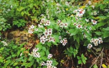 【胡枝子】胡枝子的營養價值_胡枝子怎么做好吃_胡枝子的做法大全