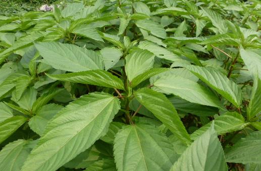 什么是菜用黃麻?菜用黃麻的功效與作用及食用方法