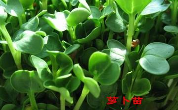 【蘿卜苗】蘿卜苗的營養(yǎng)價值_蘿卜苗怎么做好吃_蘿卜苗的做法大全 【蘿卜苗】蘿卜苗的營養(yǎng)價值_蘿卜苗怎么做好吃_蘿卜苗的做法大全