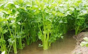 【水芹】水芹的功效與作用營養價值_水芹怎么做好吃_水芹的做法大全 【水芹】水芹的功效與作用營養價值_水芹怎么做好吃_水芹的做法大全