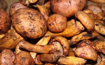 【松蘑】松蘑的功效與作用營養(yǎng)價(jià)值_松蘑怎么做好吃_松蘑的做法大全