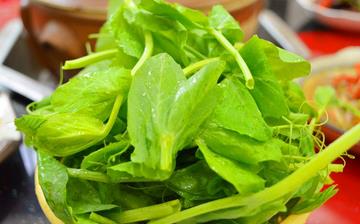 【豌豆尖】豌豆尖的營(yíng)養(yǎng)價(jià)值_豌豆尖怎么做好吃_豌豆尖的做法大全 【豌豆尖】豌豆尖的營(yíng)養(yǎng)價(jià)值_豌豆尖怎么做好吃_豌豆尖的做法大全