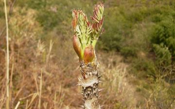 【刺老芽】刺老芽的營養價值_刺老芽怎么做好吃_刺老芽的做法大全