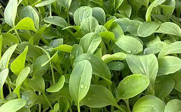 【雞毛菜】雞毛菜的營養(yǎng)價值_雞毛菜怎么做好吃_雞毛菜的做法大全 【雞毛菜】雞毛菜的營養(yǎng)價值_雞毛菜怎么做好吃_雞毛菜的做法大全