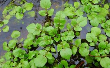 【豆瓣菜】豆瓣菜的營養價值_豆瓣菜怎么做好吃_豆瓣菜的做法大全 【豆瓣菜】豆瓣菜的營養價值_豆瓣菜怎么做好吃_豆瓣菜的做法大全