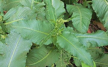 【酸模】酸模的營養價值_酸模怎么做好吃_酸模的做法大全 【酸模】酸模的營養價值_酸模怎么做好吃_酸模的做法大全