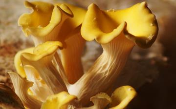 【元蘑】元蘑的營養價值_元蘑怎么做好吃_元蘑的做法大全 【元蘑】元蘑的營養價值_元蘑怎么做好吃_元蘑的做法大全