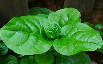 【木耳菜】木耳菜的營養(yǎng)價值_木耳菜怎么做好吃_木耳菜的做法大全 【木耳菜】木耳菜的營養(yǎng)價值_木耳菜怎么做好吃_木耳菜的做法大全