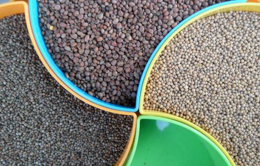 痰多敷白芥子可以嗎?