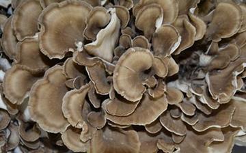 【灰樹花】灰樹花的營養(yǎng)價值_灰樹花怎么做好吃_灰樹花的做法大全 【灰樹花】灰樹花的營養(yǎng)價值_灰樹花怎么做好吃_灰樹花的做法大全