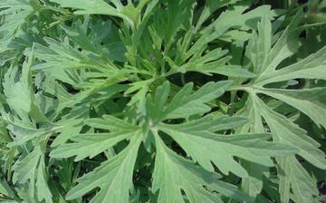 【菊花腦】菊花腦的營養價值_菊花腦怎么做好吃_菊花腦的做法大全 【菊花腦】菊花腦的營養價值_菊花腦怎么做好吃_菊花腦的做法大全