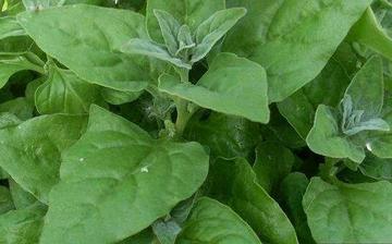 【番杏】番杏的功效與作用營養價值_番杏怎么做好吃_番杏的做法大全 【番杏】番杏的功效與作用營養價值_番杏怎么做好吃_番杏的做法大全