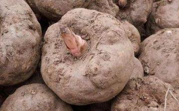 【魔芋】魔芋的營養(yǎng)價值_魔芋怎么做好吃_魔芋的做法大全 【魔芋】魔芋的營養(yǎng)價值_魔芋怎么做好吃_魔芋的做法大全