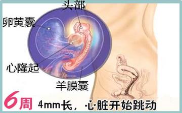 【懷孕6周】早孕6周癥狀_懷孕6周胎兒圖片_懷孕6周吃什么補身體 【懷孕6周】早孕6周癥狀_懷孕6周胎兒圖片_懷孕6周吃什么補身體