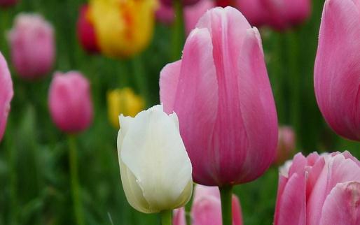 家里不適合養(yǎng)什么花草？