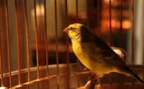 家里養鳥可以促進身心健康