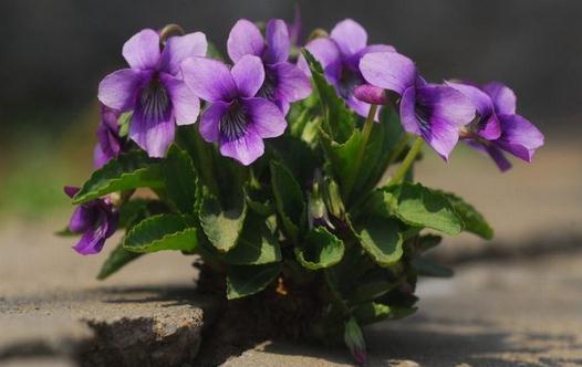 春季吃對養(yǎng)生菜一整年都很健康！