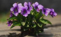 春季吃對養(yǎng)生菜一整年都很健康！