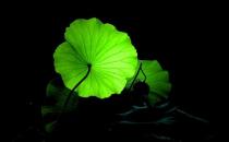 荷葉有啥功效？荷葉的食療方