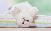 落枕是啥？落枕了怎么辦？