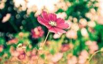 生殖道感染是怎么回事？