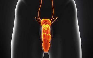 【陰莖異常勃起】陰莖異常勃起有哪些癥狀_陰莖異常勃起如何治療_陰莖異常勃起的原因 【陰莖異常勃起】陰莖異常勃起有哪些癥狀_陰莖異常勃起如何治療_陰莖異常勃起的原因