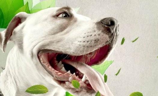 口臭的人該如何才能口氣清新