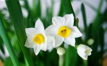 什么花不宜放室內種養