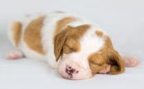 ?枕頭的高低影響健康！