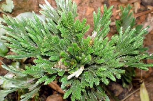 九死還魂草是什么?九死還魂草能治病嗎?