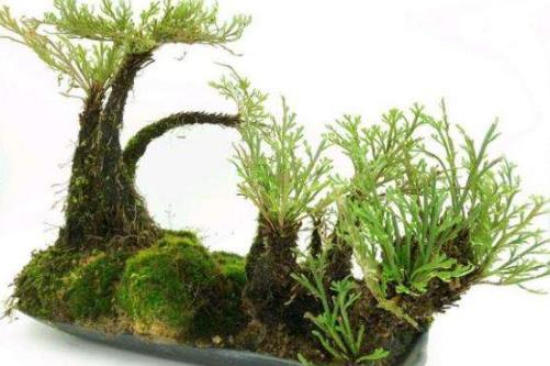 九死還魂草是什么?九死還魂草能治病嗎?