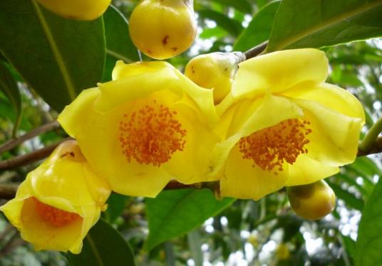 糖尿病早期四個(gè)癥狀表現(xiàn) 患了糖尿病4個(gè)壞習(xí)慣要改掉