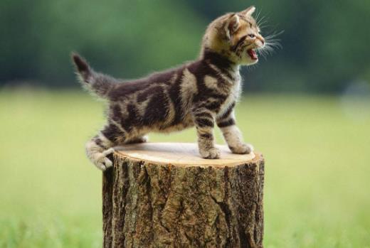 調教美國短毛貓的正確方法是什么