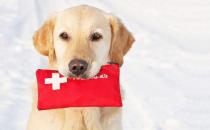 關于愛狗的日常急救常識