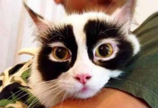 黑眼圈形成原因 4種營養9大飲食攆走女人“熊貓眼”