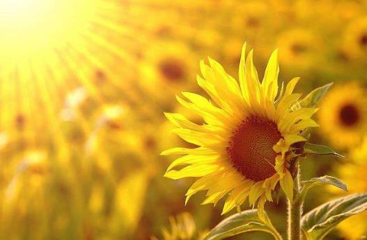 生活中保持樂觀心態(tài)的方法