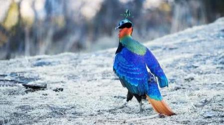 尼泊爾國鳥九色鳥棕尾虹雉 中國一級保護動物