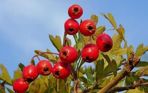 孕早期準媽咪愛吃酸 吃酸不吃山楂