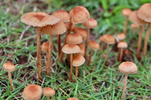 4種常見蘑菇的營養(yǎng)價(jià)值 適用于孕婦補(bǔ)充營養(yǎng)