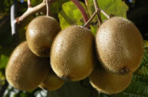 十種可以快速刮油的食物 減肥一定要常吃