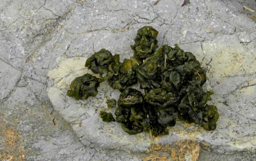 地皮菜的好吃做法 燜剁椒炒雞蛋